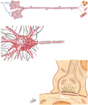 Neurons and Synapses