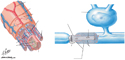 Peripheral Nerve Structure