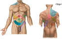 Sites of Visceral Referred Pain