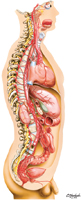 Sympathetic Nervous System