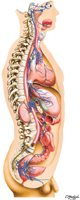 Parasympathetic Nervous System