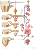 Autonomic Nervous System: Schema