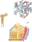 Architecture of Bone