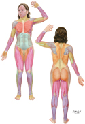 Muscular System: Overview