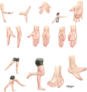 Nervous System: Segmental Motor Function