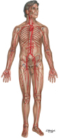 Major Arteries and Pulse Points