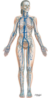 Major Systemic Veins