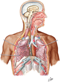 Respiratory System: Overview