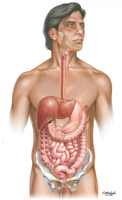 Digestive System: Overview