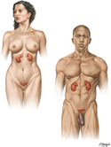 Urinary System: Overview