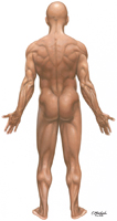 Body Parts: Posterior View