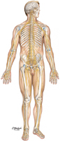 Nervous System: Overview