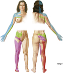 Dermatomes of Upper and Lower Limbs