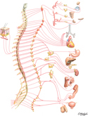 Sympathetic Nervous System: Schema