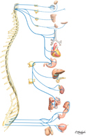 Parasympathetic Nervous System: Schema
