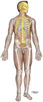 Skeletal System: Overview