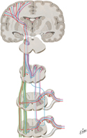 Somatosensory System: Trunk and Limbs