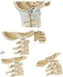 Atlantooccipital Junction