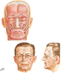 Muscles of Facial Expression: Anterior View