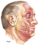 Musculature of Face