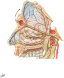 Arteries of Nasal Cavity: Bony Nasal Septum Turned Up