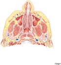 Nasal Cavity and Maxillary Sinus: Transverse Section