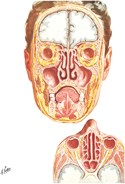 Nasal Cavity and Paranasal Sinuses