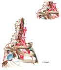 Subclavian Artery