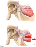 Opening the Mouth: Lateral Pterygoid Muscle