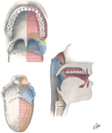 Oral Cavity and Pharynx: Sensory Innervation