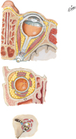 Fasciae of Orbit and Eyeball