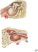 Tympanic Cavity: Medial and Lateral Views