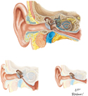 Ear of Child