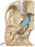 Auditory Tube (Eustachian)