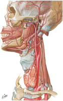 Arteries of Head and Neck