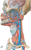 Veins of Head and Neck