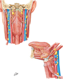 Lymphatic Drainage of Pharynx and Tongue