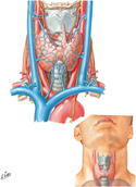 Thyroid Gland: Anterior View