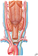 Thyroid Gland: Posterior View