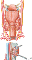Thyroid and Parathyroid Glands