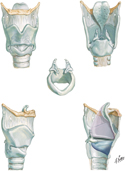 Cartilages of Larynx
