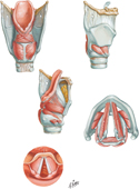 Intrinsic Muscles of Larynx