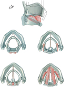 Intrinsic Muscles of Larynx: Actions