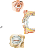 Eyelids