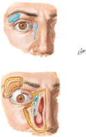 Lacrimal Apparatus