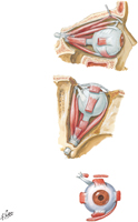 Extraocular Muscles