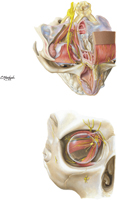Orbit: Superior and Anterior Views