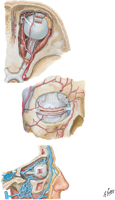 Arteries and Veins of Orbit and Eyelids