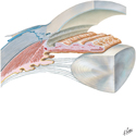 Eyeball: Anterior and Posterior Chambers
