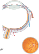 Eyeball: Intrinsic Arteries and Veins